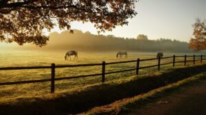 horses, grazing, ranch, nature, sunrise, animals, mammals, dawn, morning, pasture, grassland, fog, mist, field, fence, rural, countryside