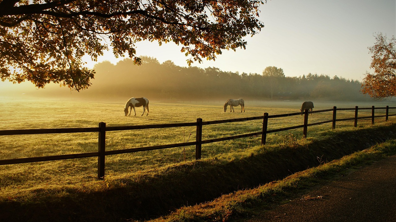 horses, grazing, ranch, nature, sunrise, animals, mammals, dawn, morning, pasture, grassland, fog, mist, field, fence, rural, countryside