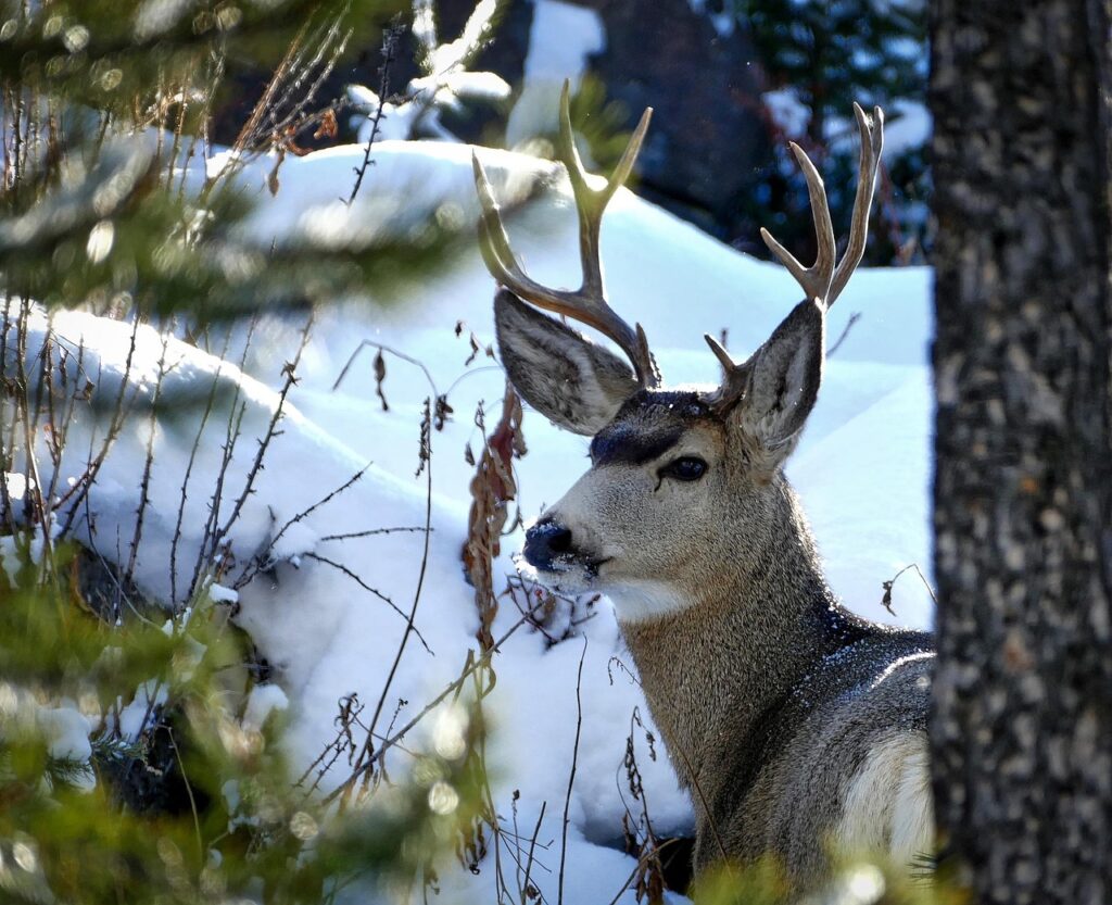 yellowstone, national park, wyoming, landscape, scenic, destinations, travel, beautiful, nature, outdoors, country, wilderness, hdr, mule deer, buck, wildlife, animal, snow, winter, forest, trees, woods, macro, closeup, yellowstone, mule deer, mule deer, mule deer, mule deer, mule deer