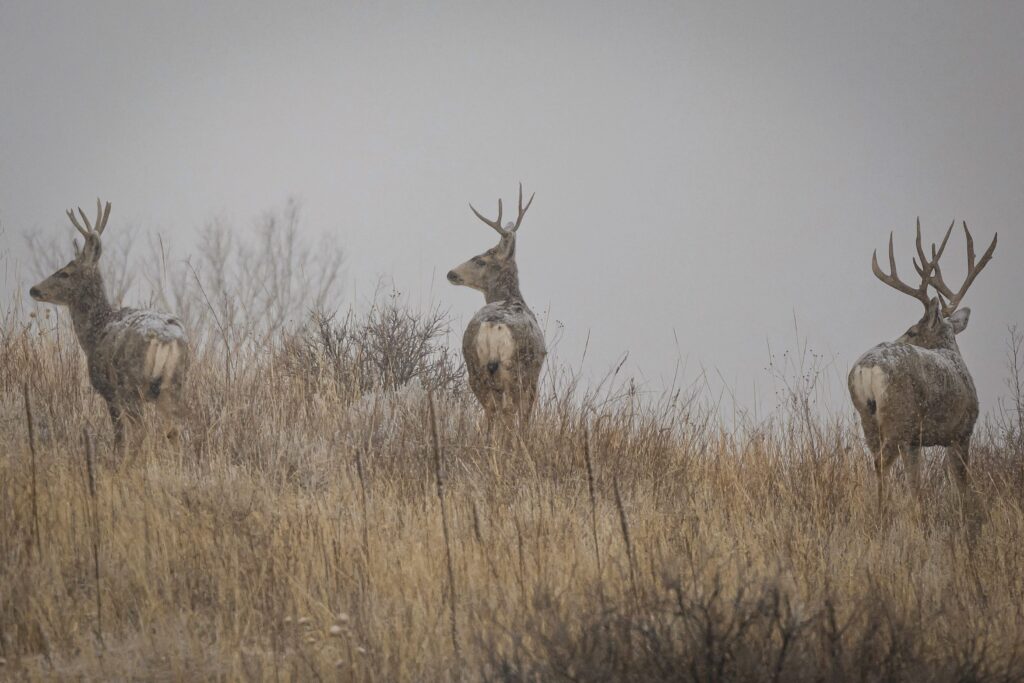 Three mule deer bucks stand in a misty Colorado grassland. Captivating wildlife scene.