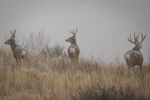 Three mule deer bucks stand in a misty Colorado grassland. Captivating wildlife scene.