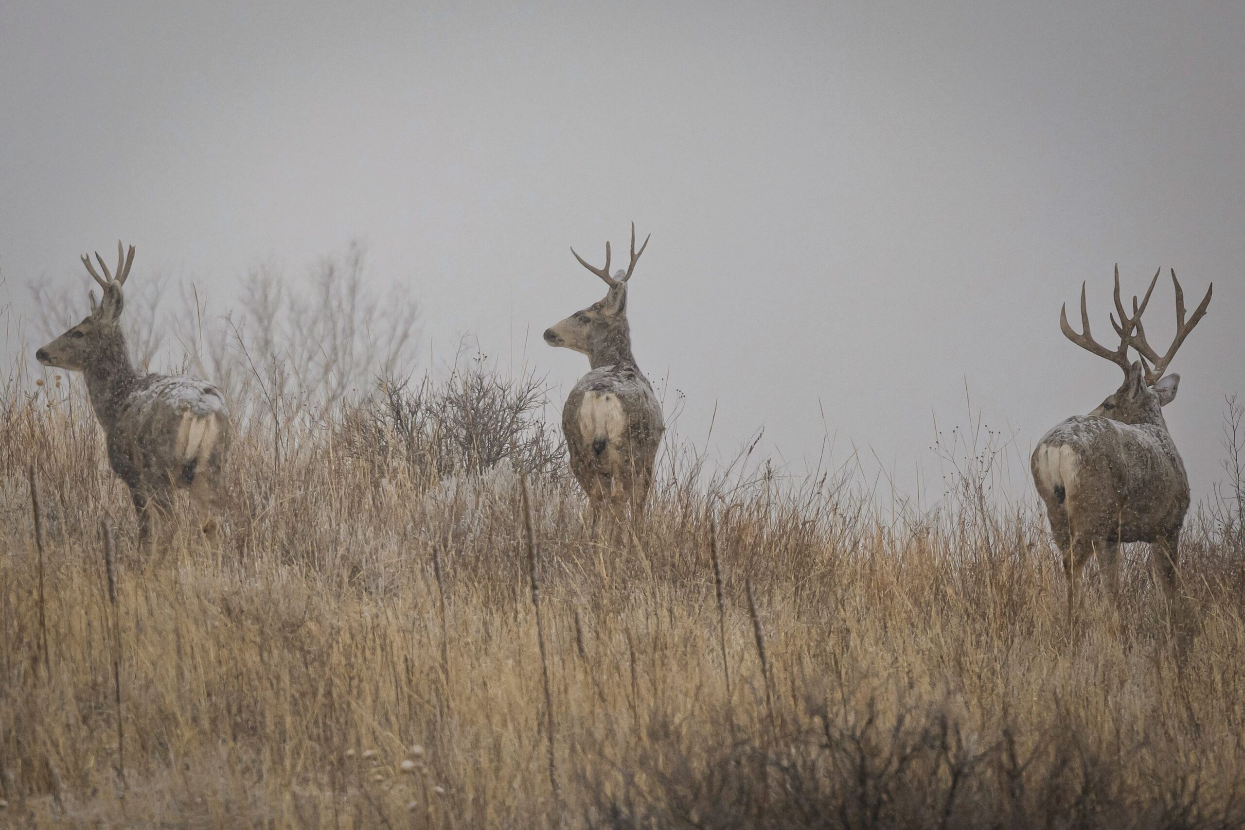Three mule deer bucks stand in a misty Colorado grassland. Captivating wildlife scene.